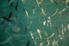 Viel Fisch am Ankerplatz in Tarafal/Sao Nicolao