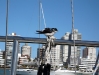 Schwalben in Punta del Este
