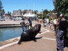Bami, unser Seelöwe