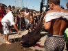 hai3